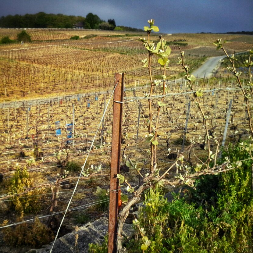 Jasmine Marie Josee Debels, pelgrim, Belgium, Compostella, Santiago