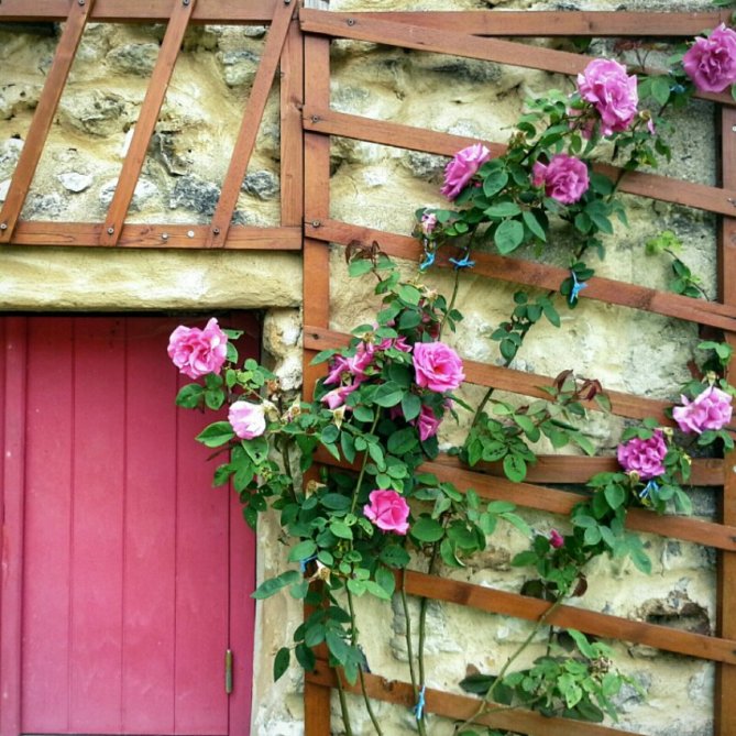 A wooden trellis adorned with blooming pink roses against a stone wall, featuring a pink door below. Fotografie Jasmine Debels