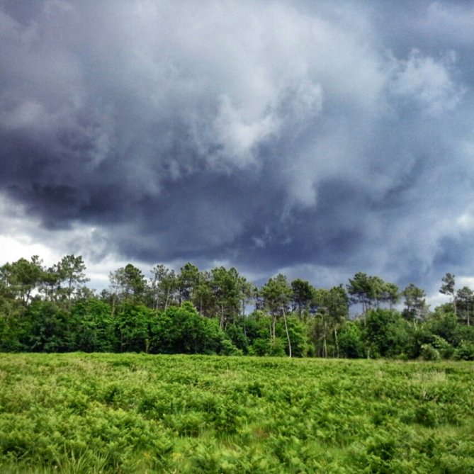 Een open veld met varens en een donkere lucht vol met dreigende wolken, grenzend aan een bos met naaldbomen. Les Landes -Frankrijk