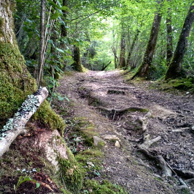Een kronkelig, onverhard pad door een groen bos, omringd door bomen met bladeren en mosbedekte stammen.