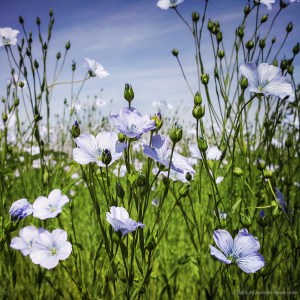 Jasmine Debels (1 van 1)-4