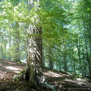 Jasmine Debels (1 van 1)-2