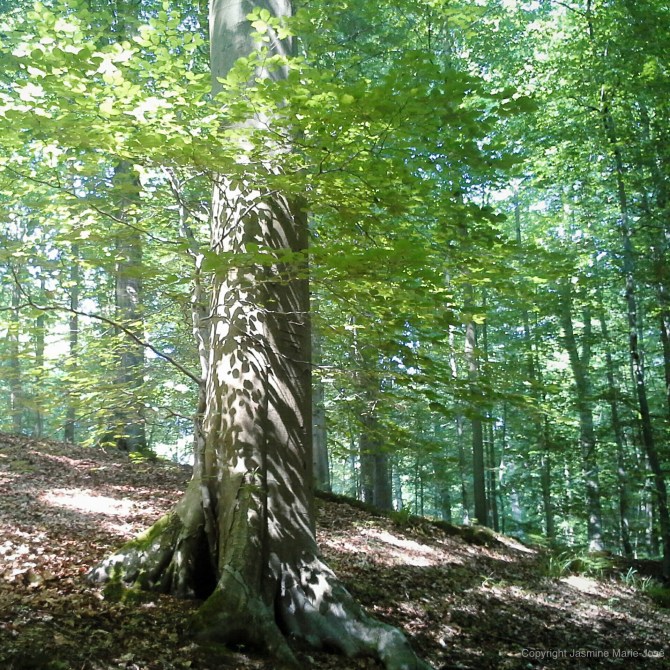 Debels Jasmine,pelgrim, de buizerd, belgie