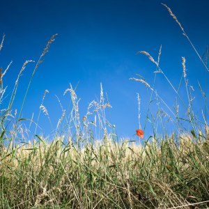 Jasmine Debels (1 van 1)