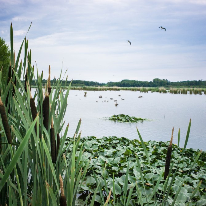 Debels Jasmine,pelgrim, de buizerd, belgie
