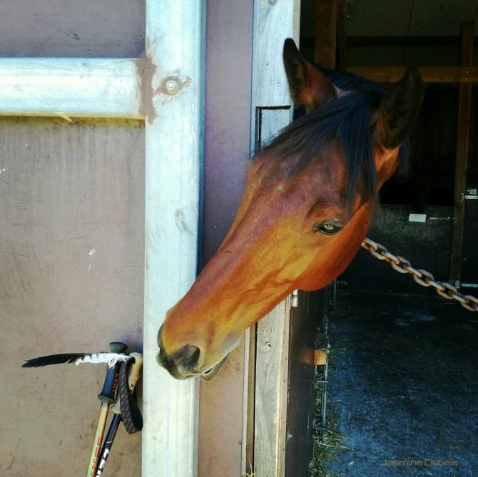 jasmine debels, pelgrim, belgium,de buizerd