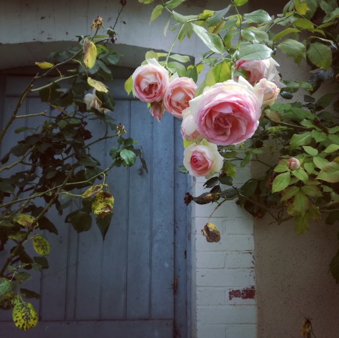 Rozen in zachte tinten hangen tegen een blauwgekleurde deur, omringd door groene bladeren.