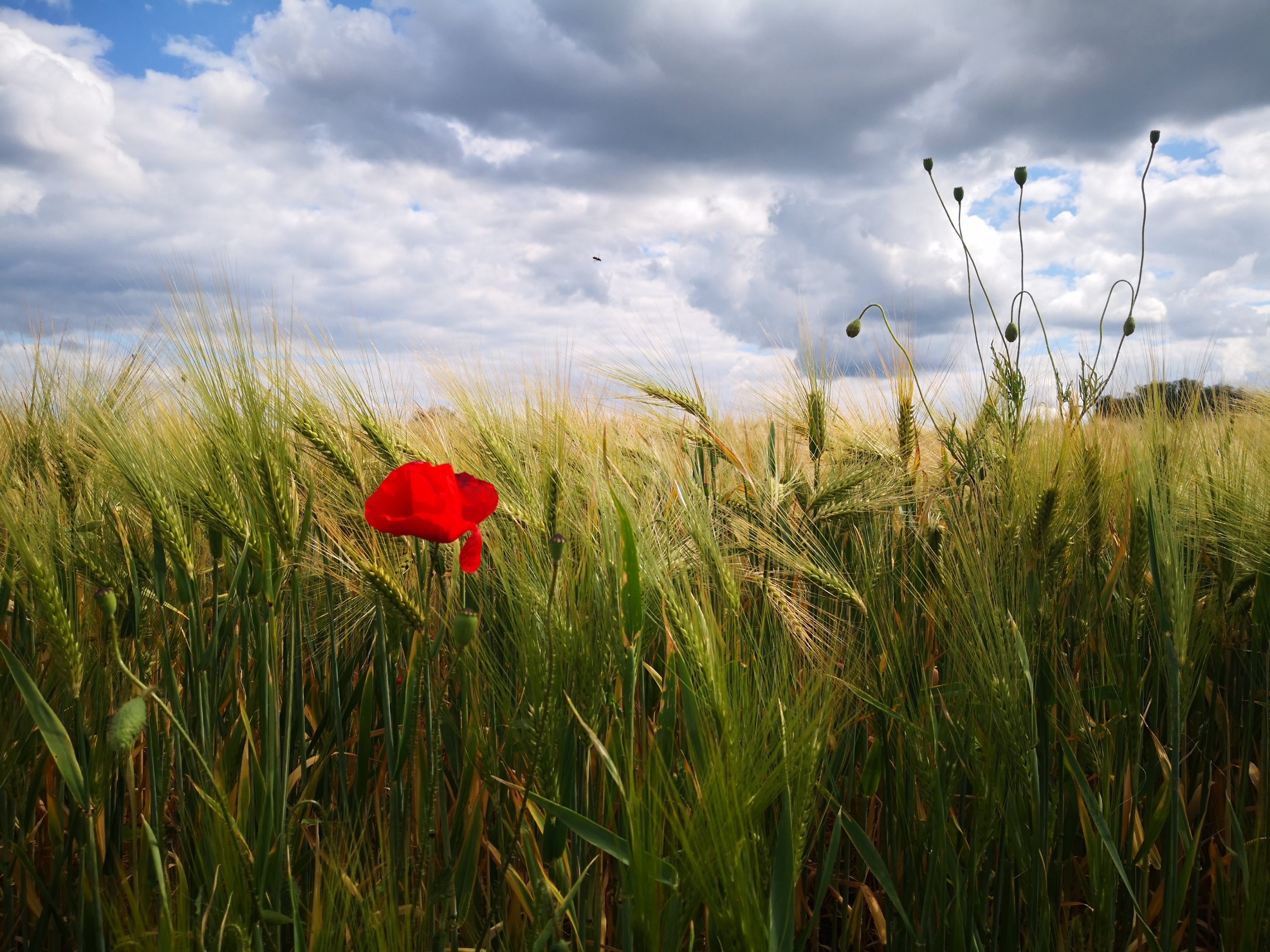 Jasmine Debels,France, pelerine, pelerin,, Marie Madeleine, Sainte-Baume,Saintes-Maries-de-la-mer,Vezelay
