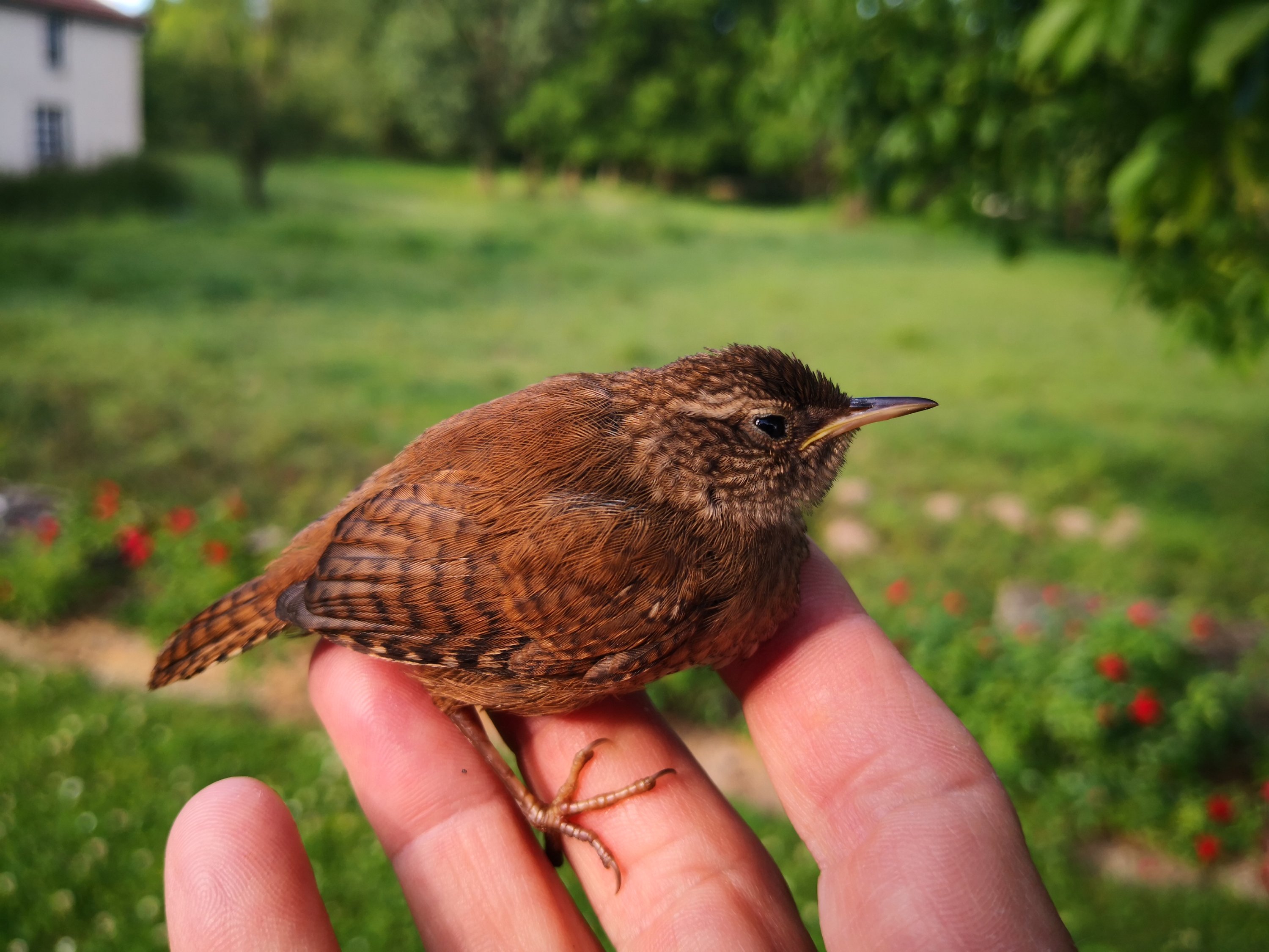 Jasmine Debels,France, pelerine, pelerin,, Marie Madeleine, Sainte-Baume,Saintes-Maries-de-la-mer,Vezelay