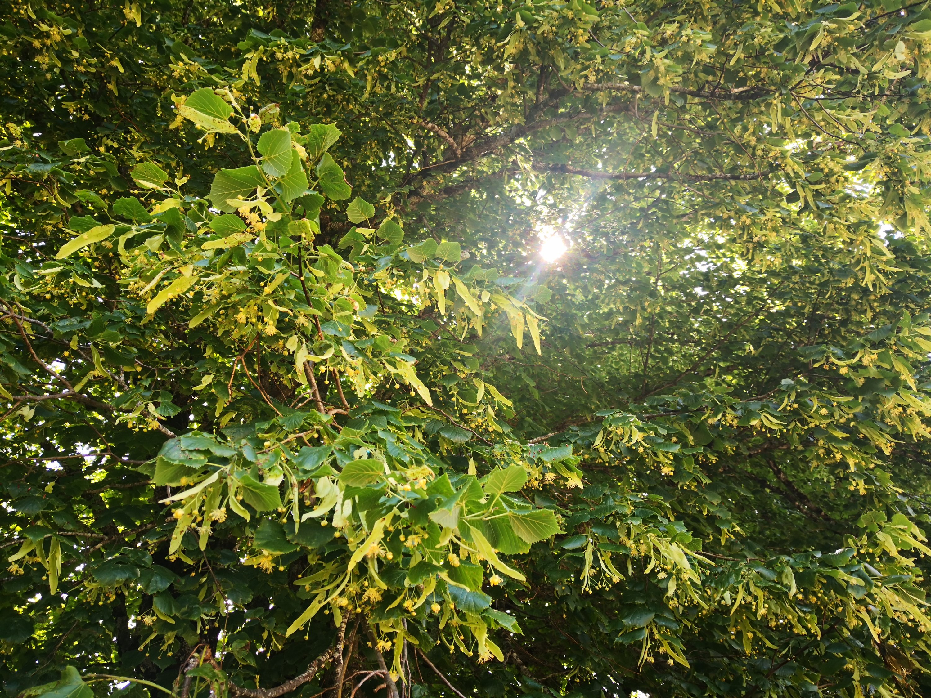 Jasmine Debels,France, pelerine, pelerin,, Marie Madeleine, Sainte-Baume,Saintes-Maries-de-la-mer,Vezelay