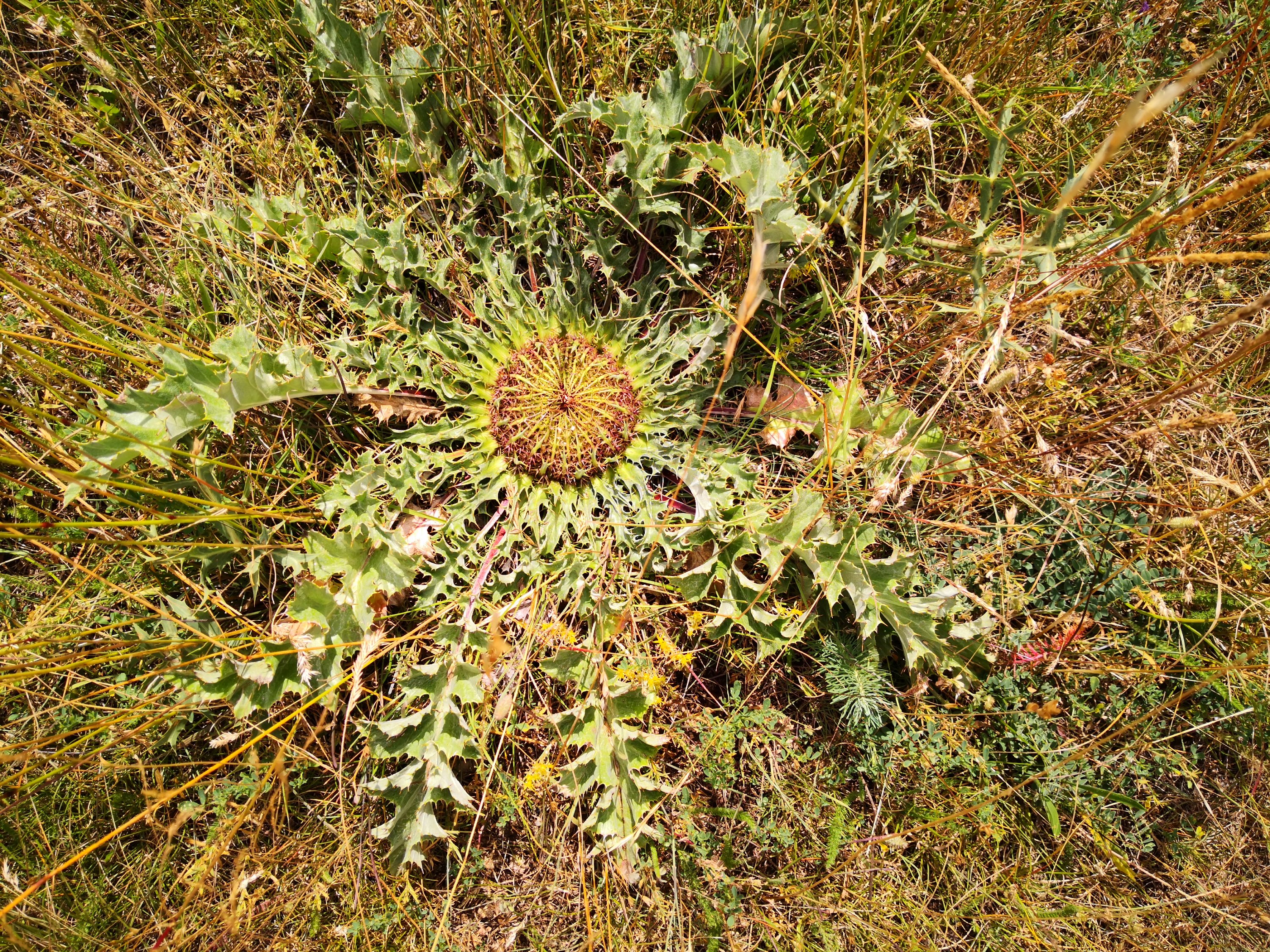 Jasmine Debels,France, pelerine, pelerin,, Marie Madeleine, Sainte-Baume,Saintes-Maries-de-la-mer,Vezelay