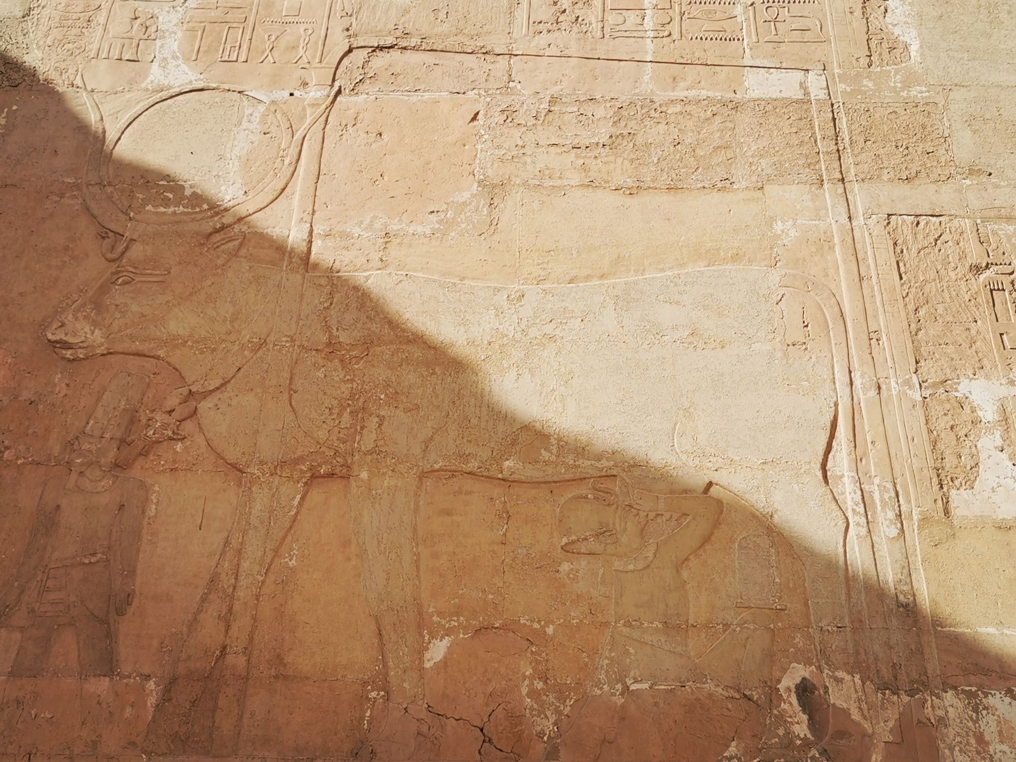 Temple Of Hatshepsut - West bank, jasmine debels, luxor, egypt